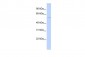SGCE antibody - N-terminal region